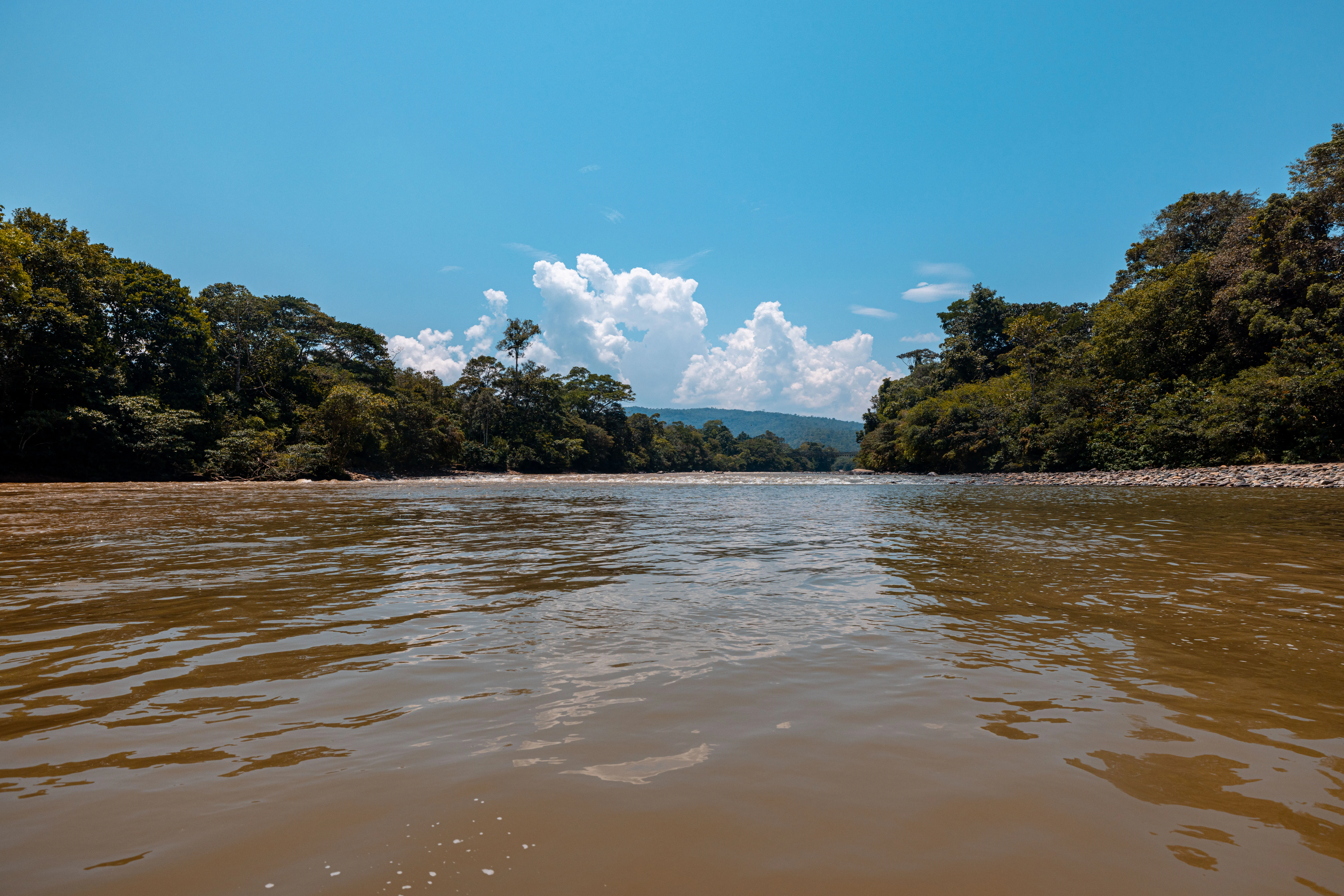 Amazon Rainforest