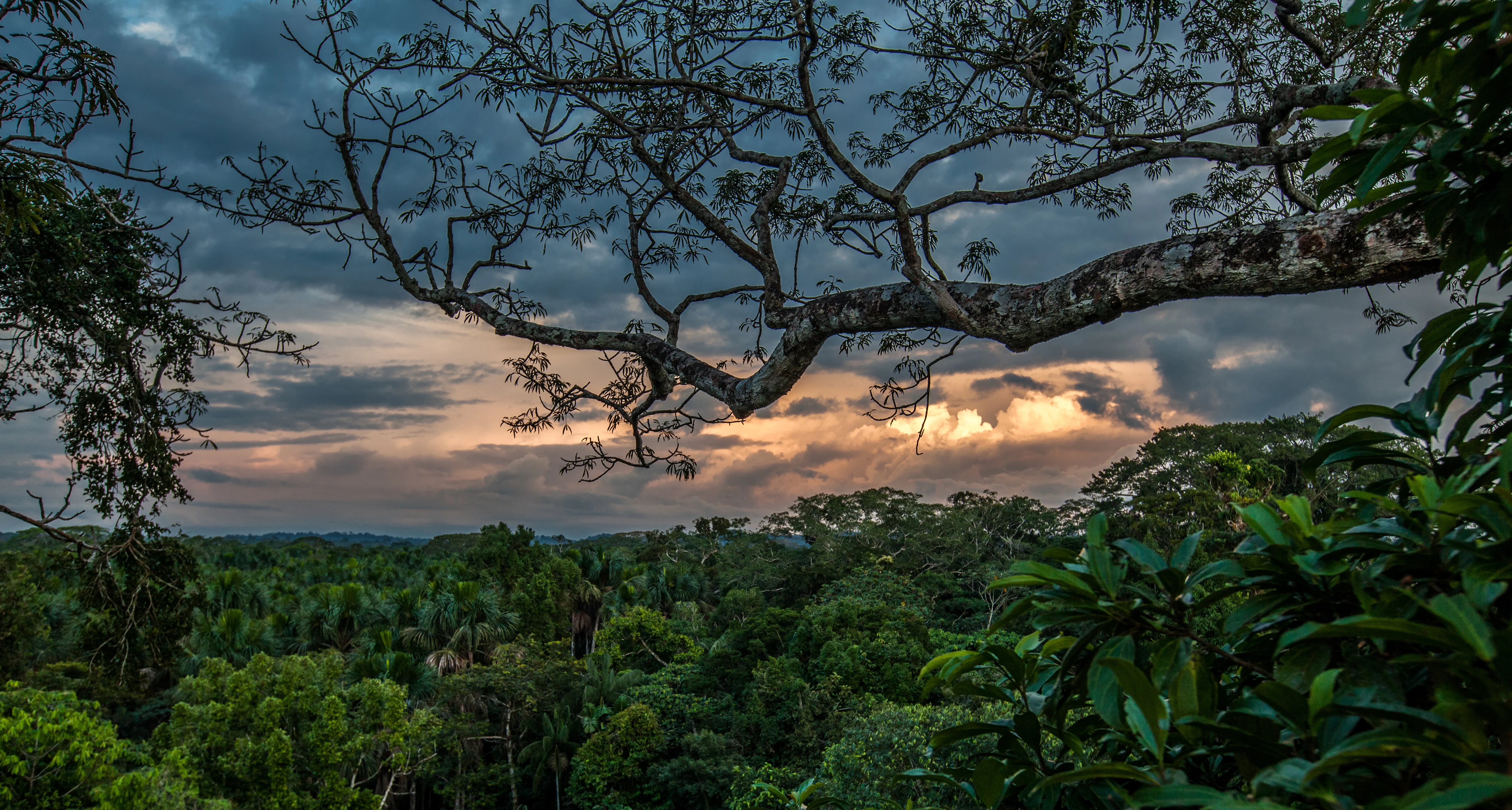 Amazon Rainforest