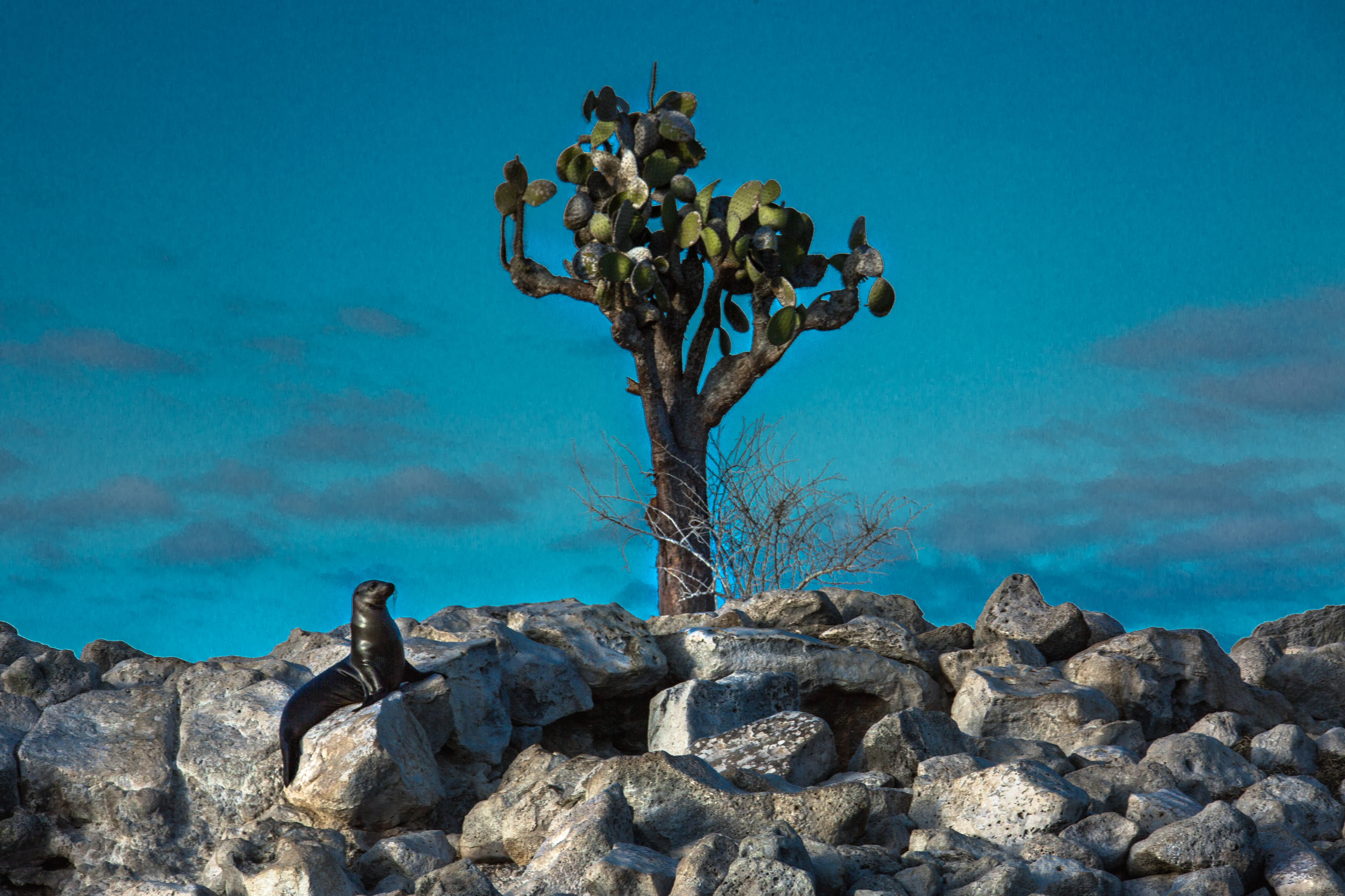 Galapagos Volcanoes